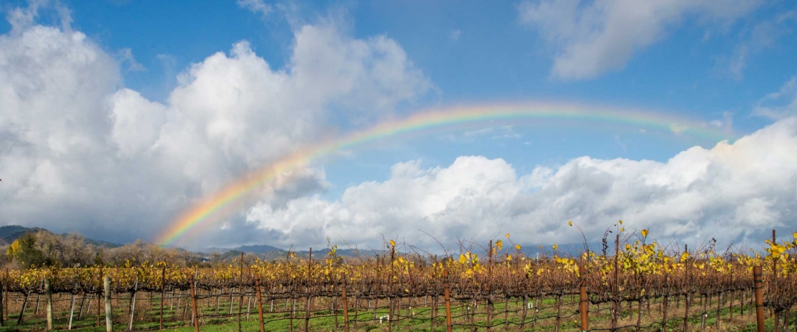 Rainbow Over Ukiah Vineyard